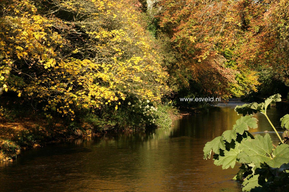 Acer cappadocicum