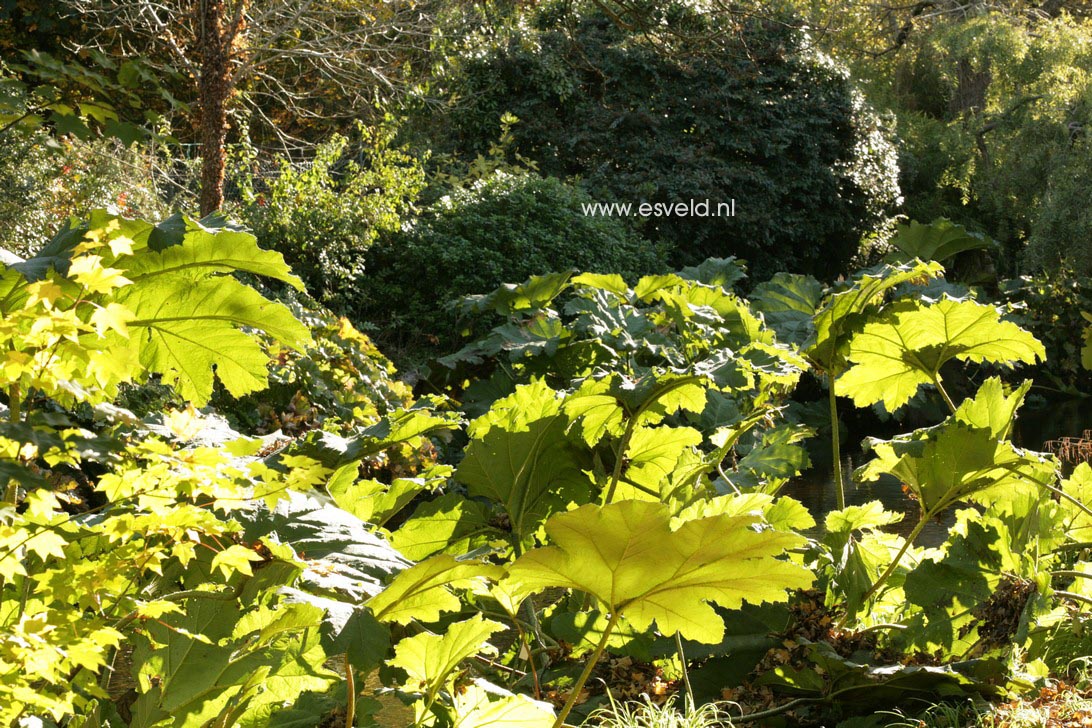 Gunnera manicata