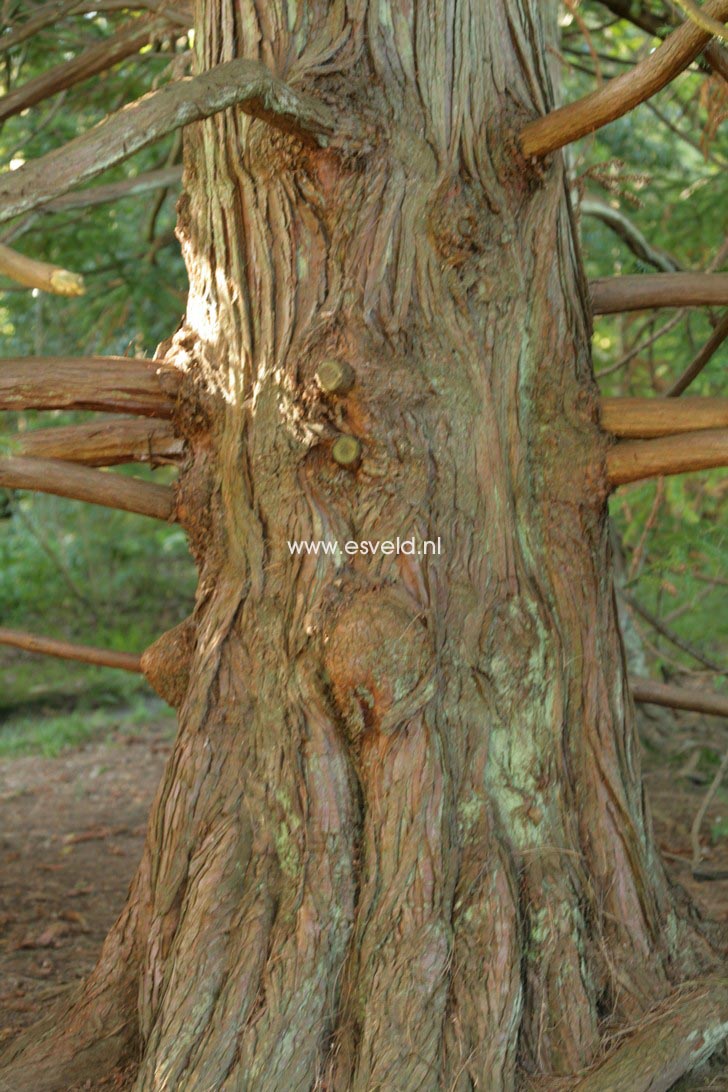 Cunninghamia lanceolata