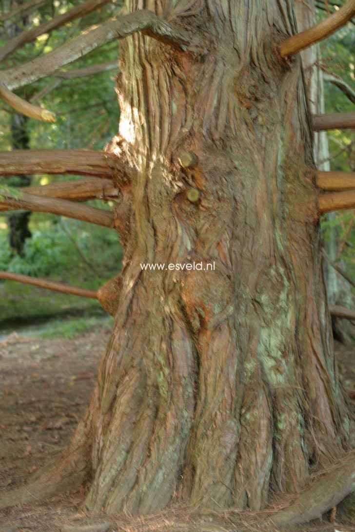 Cunninghamia lanceolata