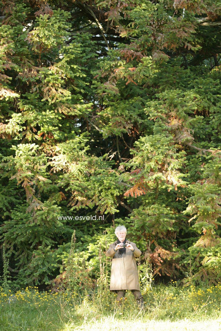 Cunninghamia lanceolata