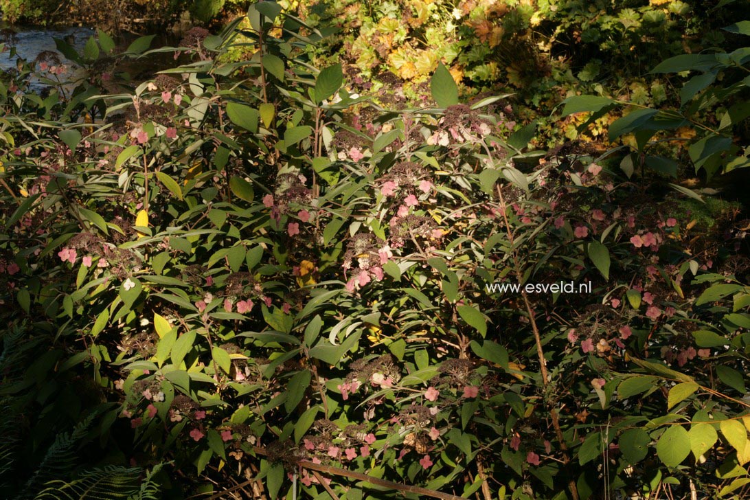 Hydrangea villosa