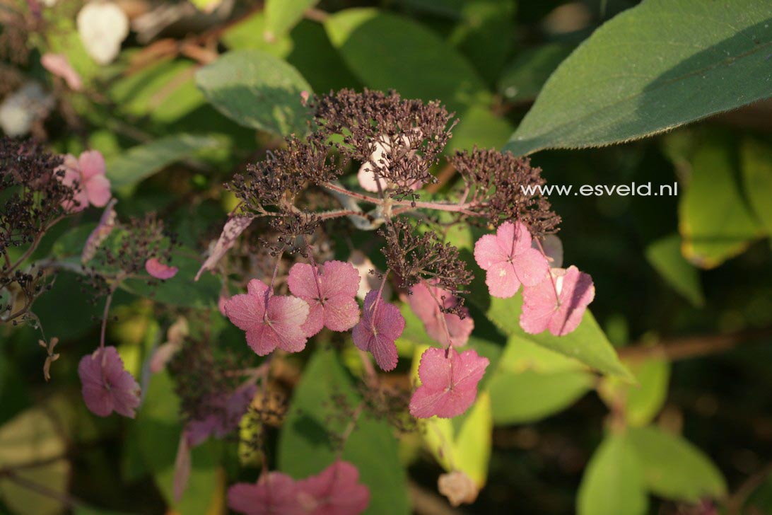 Hydrangea villosa