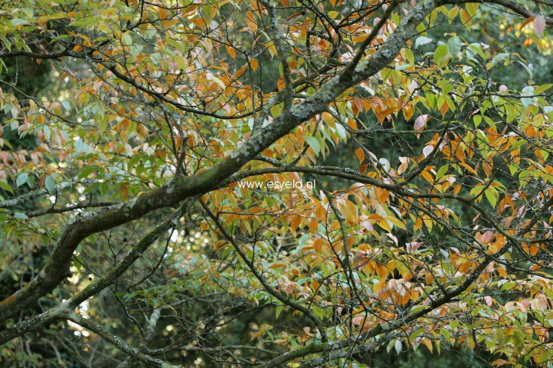 Stewartia rostrata