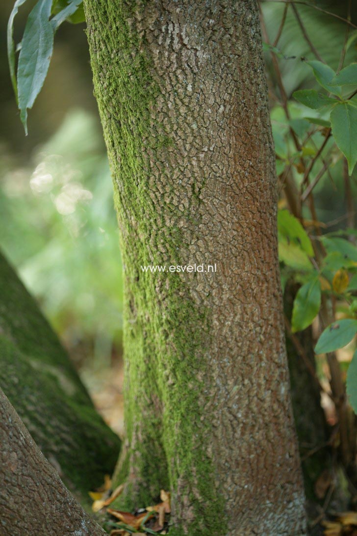 Stewartia rostrata