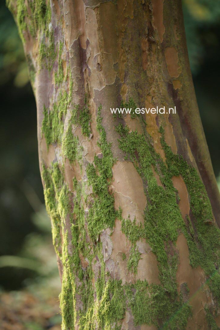 Stewartia pseudocamellia