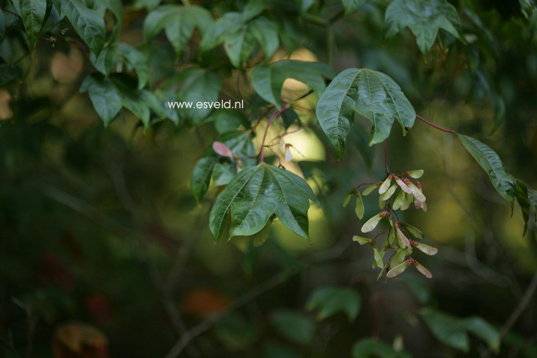 Acer campbellii ssp. wilsonii