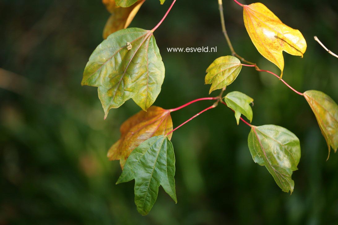 Acer campbellii ssp. wilsonii