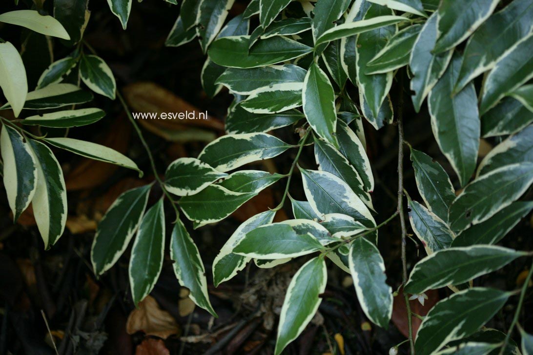 Cleyera japonica 'Variegata'