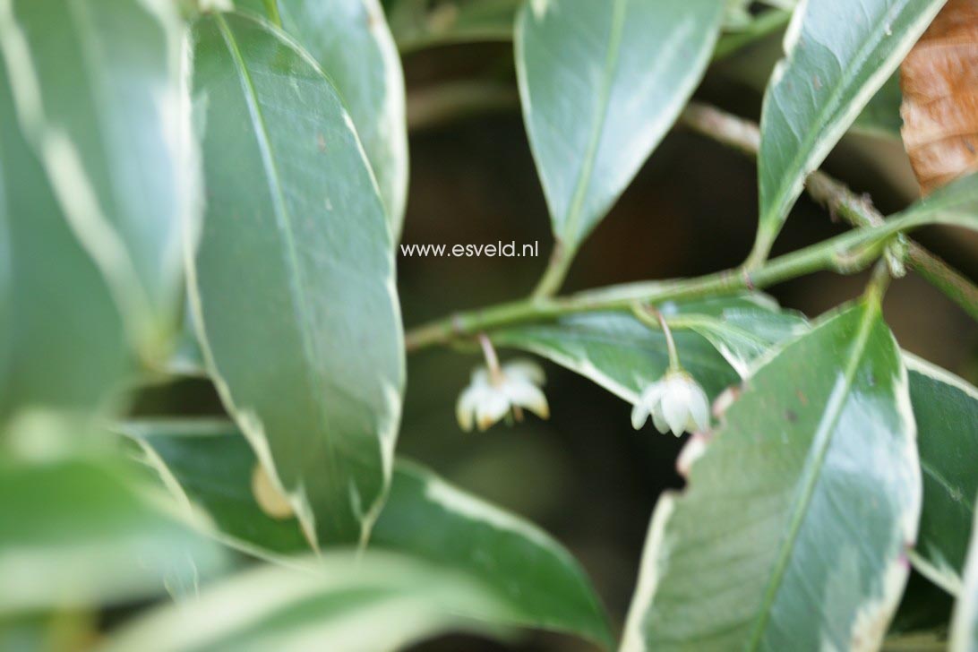 Cleyera japonica 'Variegata'