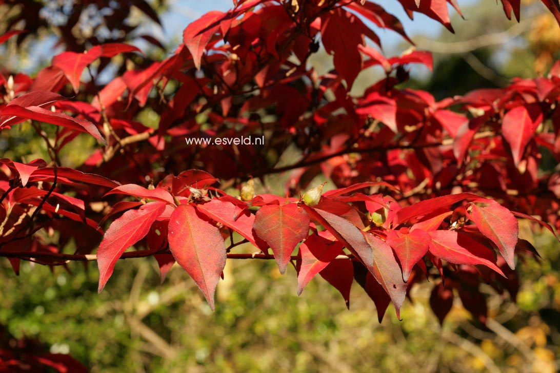 Stewartia monadelpha