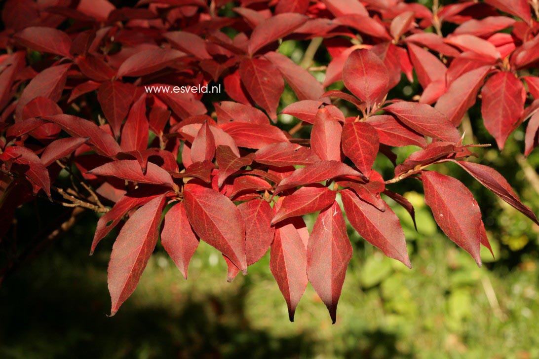 Stewartia monadelpha