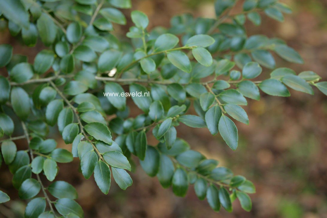 Ilex yunnanensis
