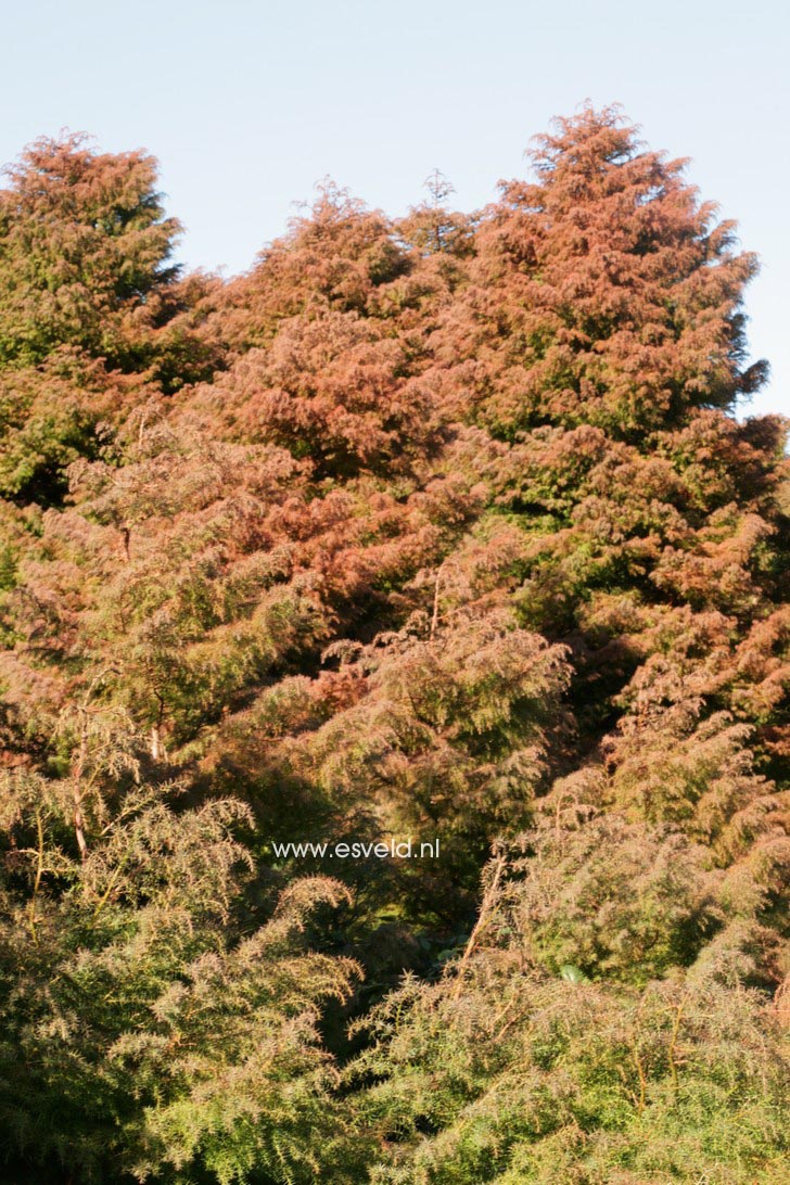 Cryptomeria japonica 'Elegans'