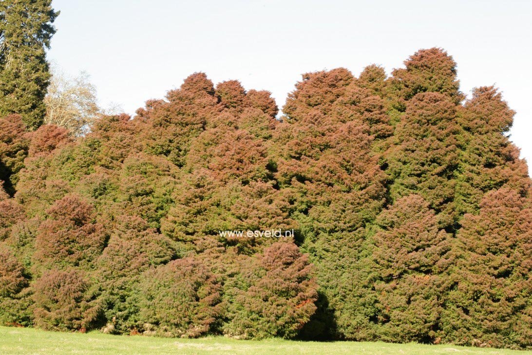 Cryptomeria japonica 'Elegans'