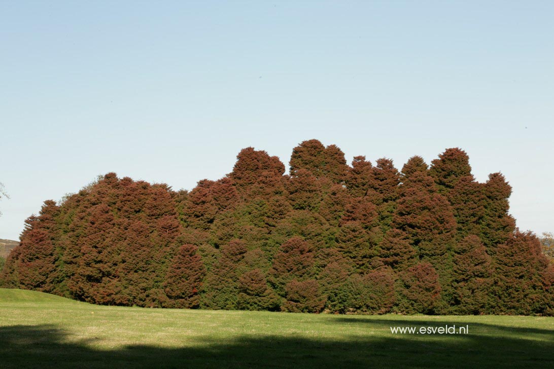 Cryptomeria japonica 'Elegans'