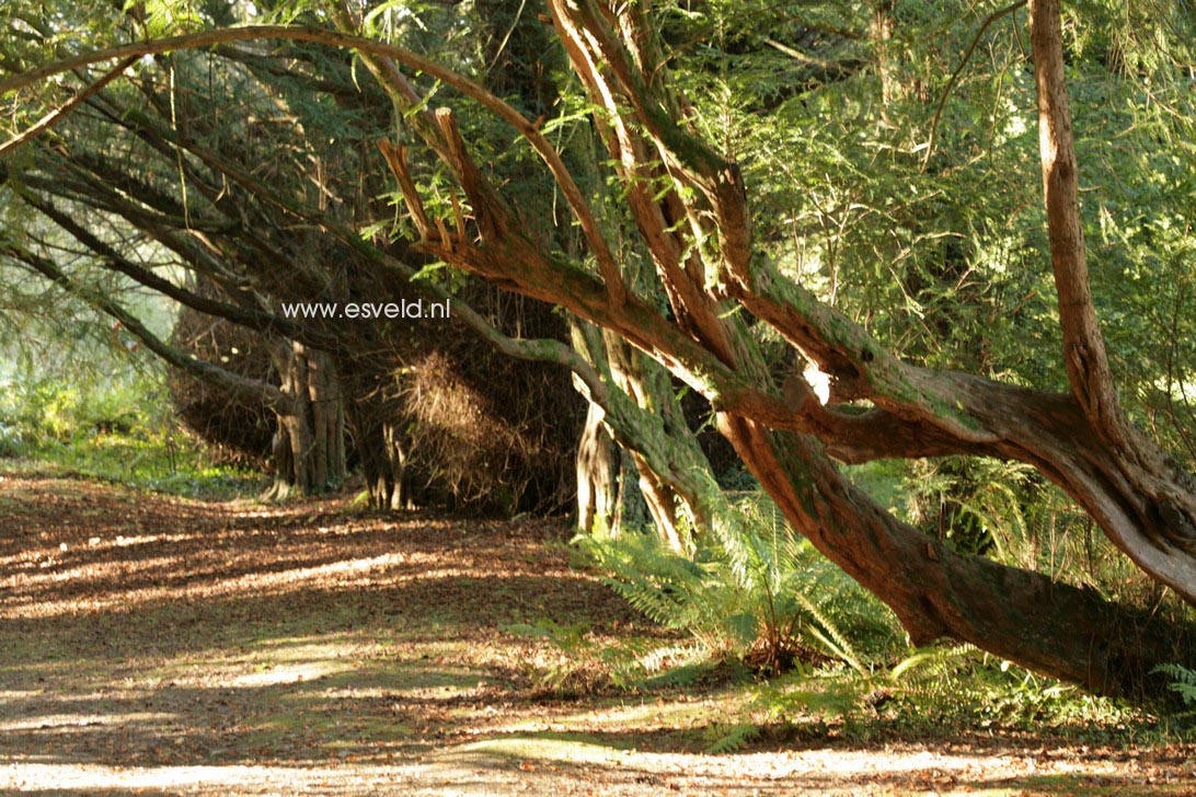 Taxus baccata