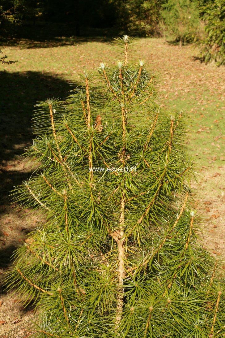 Cathaya argyrophylla