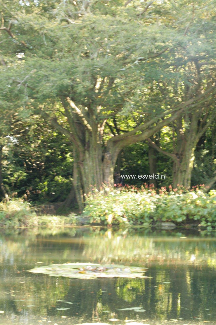 Taxus baccata