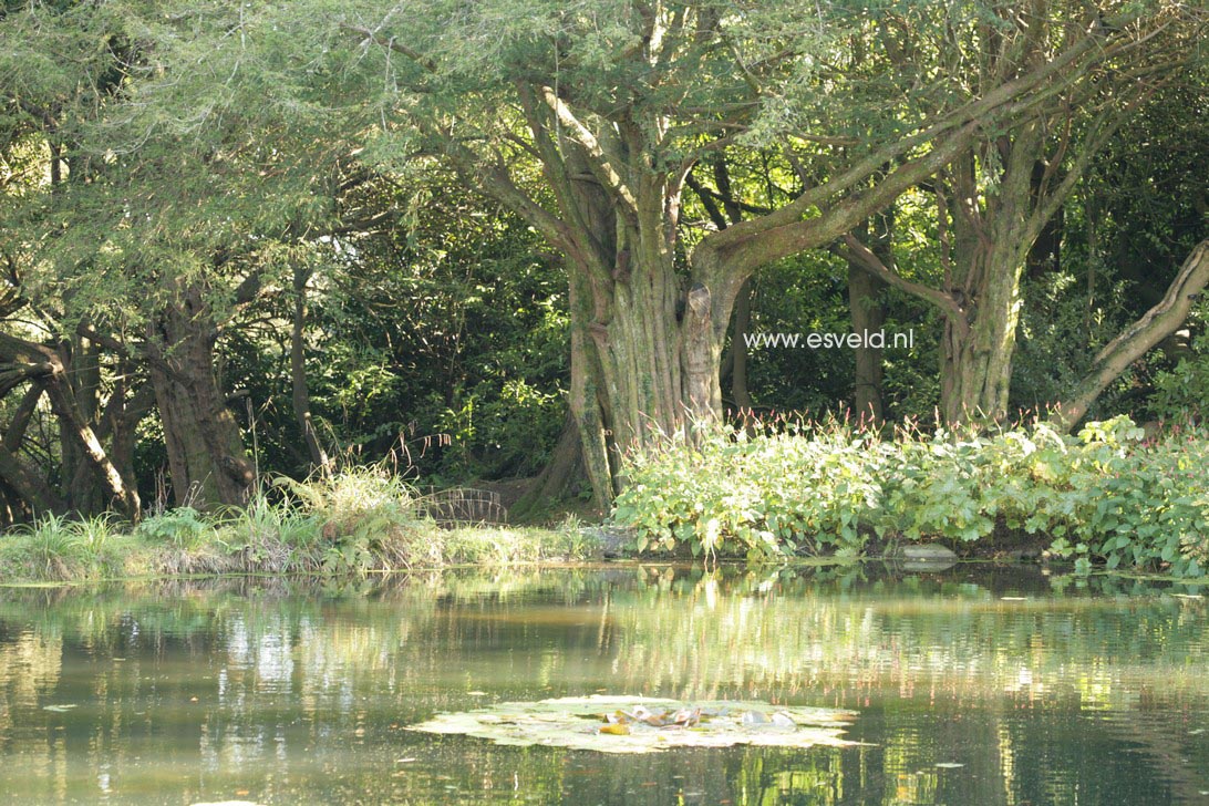 Taxus baccata