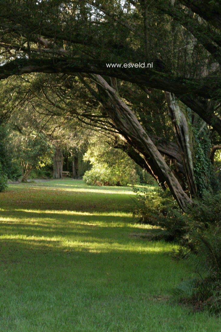 Taxus baccata