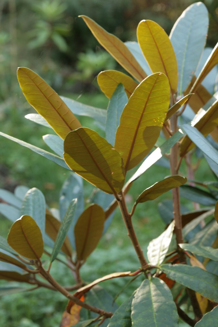 Rhododendron fulvum