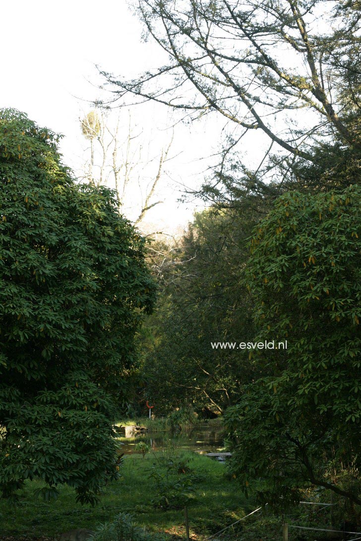 Rhododendron arboreum
