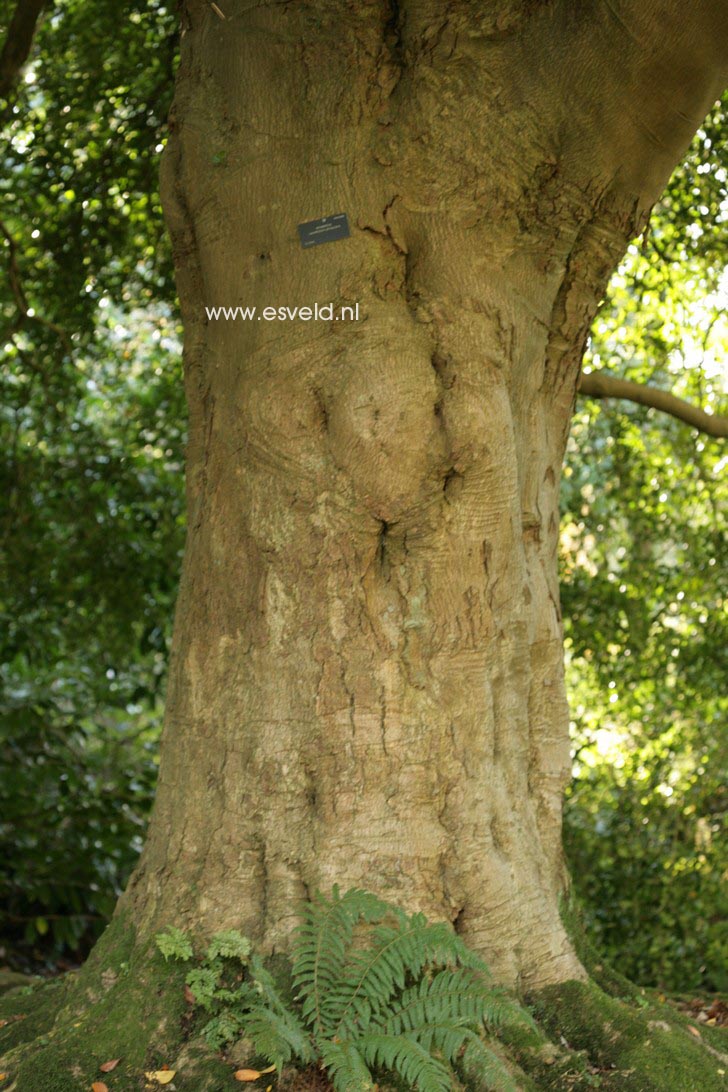 Laureliopsis philippiana