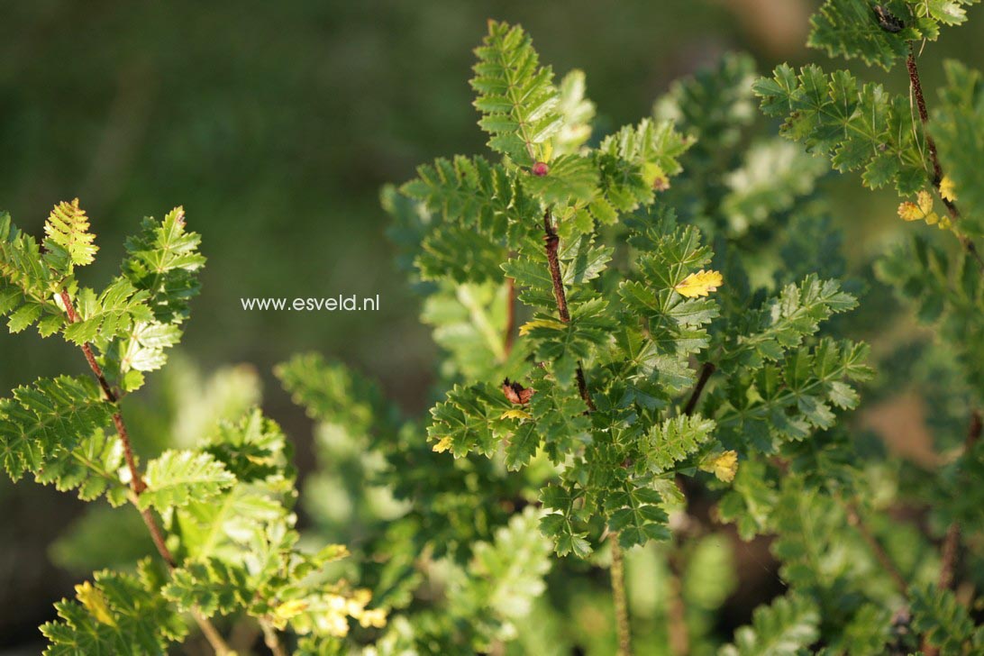 Weinmannia trichosperma