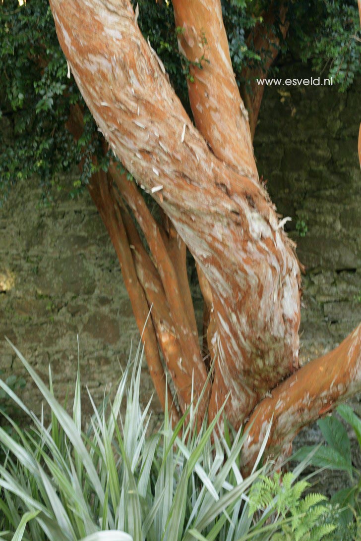 Luma apiculata
