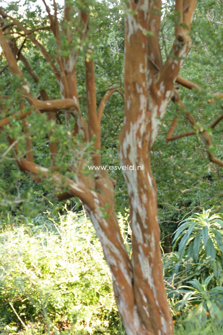 Luma apiculata