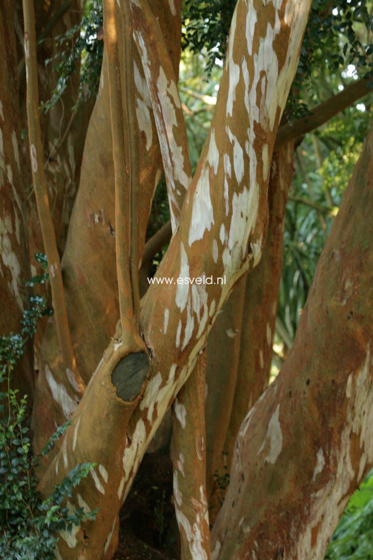 Luma apiculata