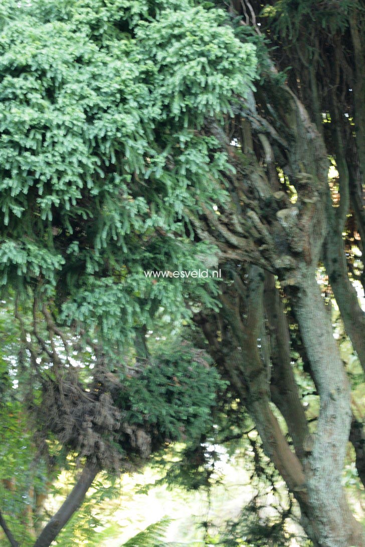 Cryptomeria japonica 'Kilmacurragh'