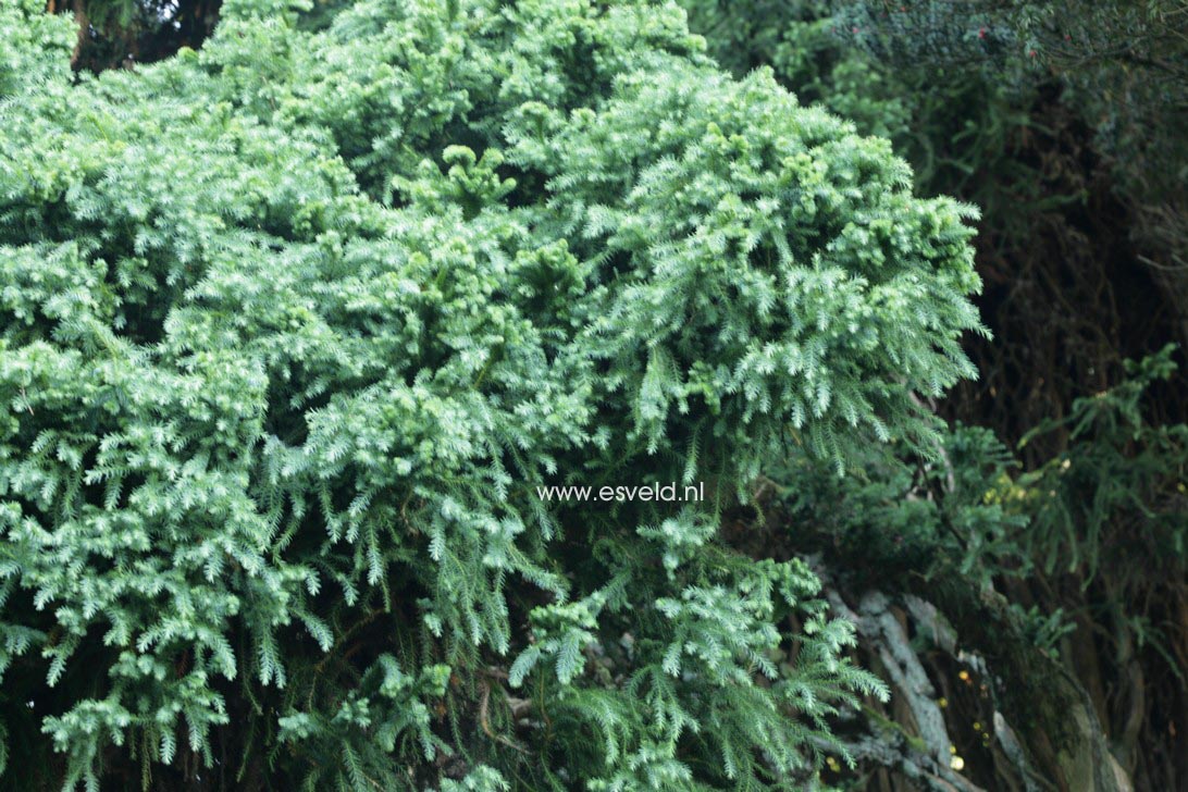 Cryptomeria japonica 'Kilmacurragh'