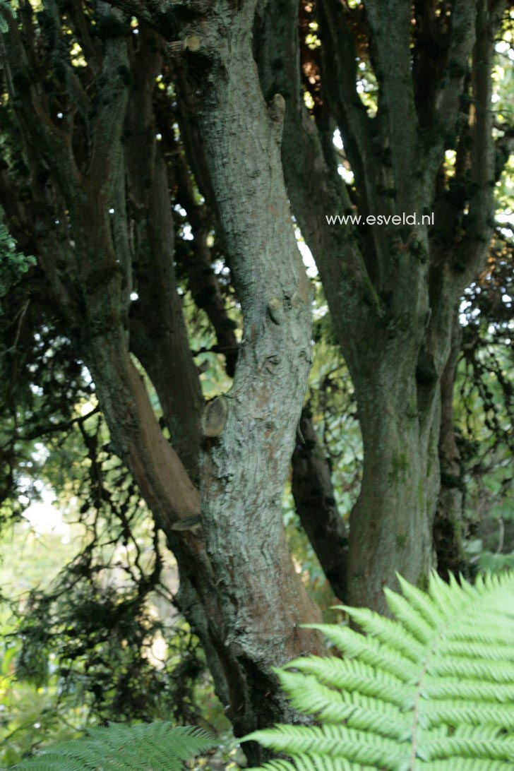 Cryptomeria japonica 'Kilmacurragh'