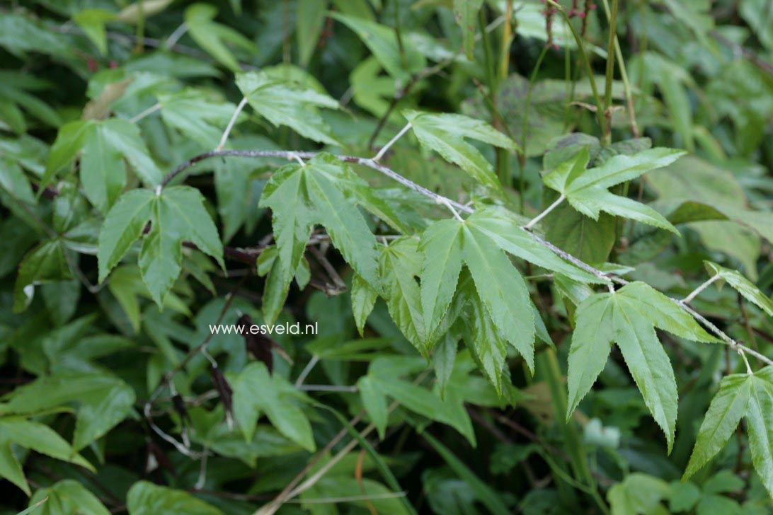 Rubus henryi