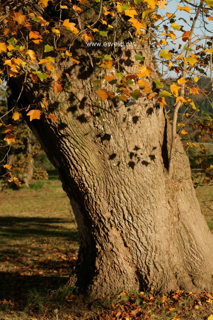 Liriodendron tulipifera