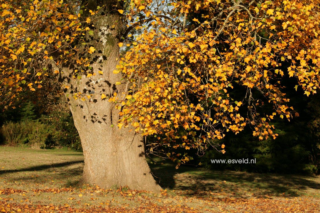 Liriodendron tulipifera