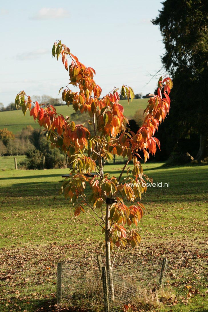 Prunus serrulata 'Shogetsu'