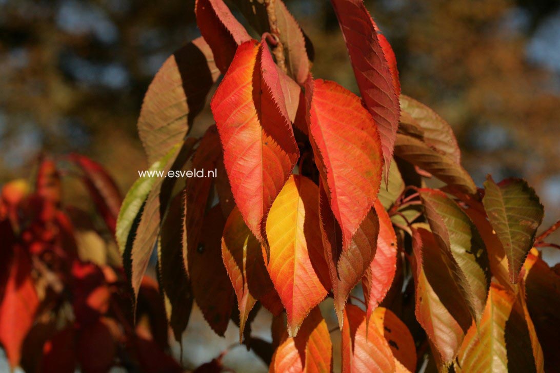 Prunus serrulata 'Shogetsu'