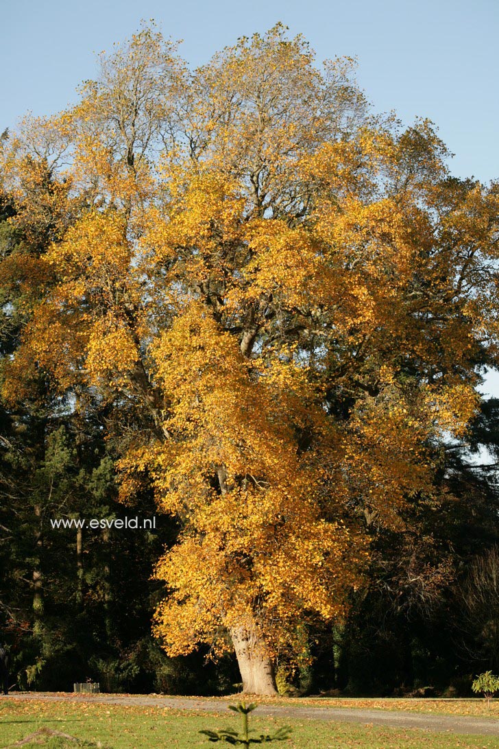 Liriodendron tulipifera