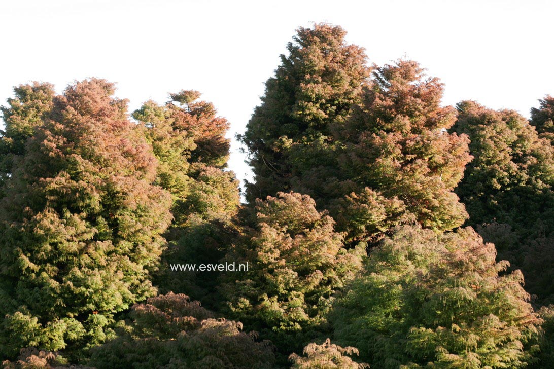 Cryptomeria japonica 'Elegans'