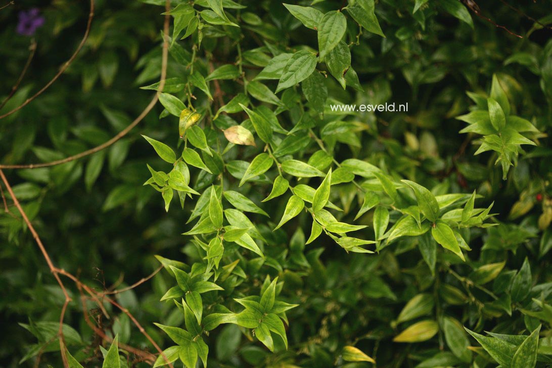 Sarcococca ruscifolia