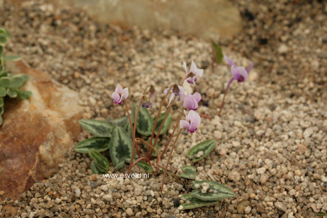 Cyclamen hederifolium