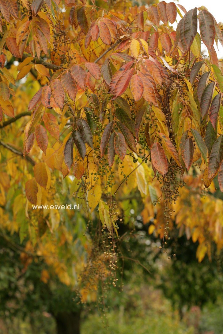 Rhus verniciflua