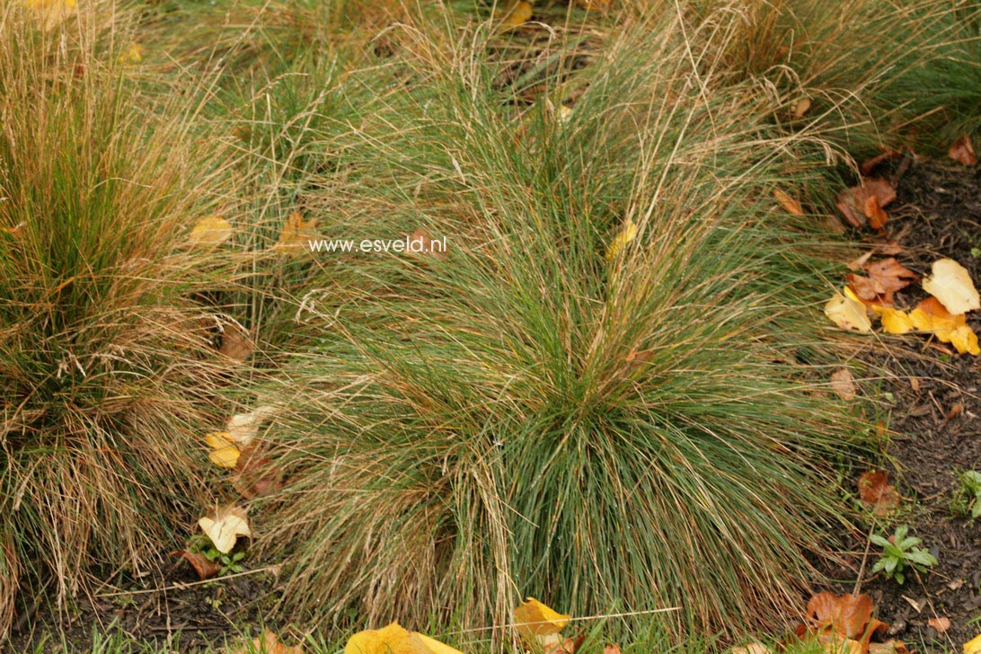 Festuca amethystina