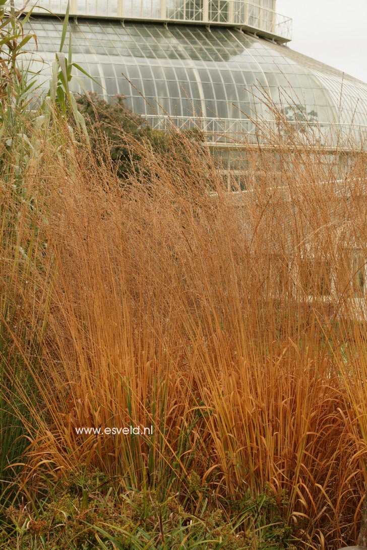 Molinia arundinacea 'Cordoba'