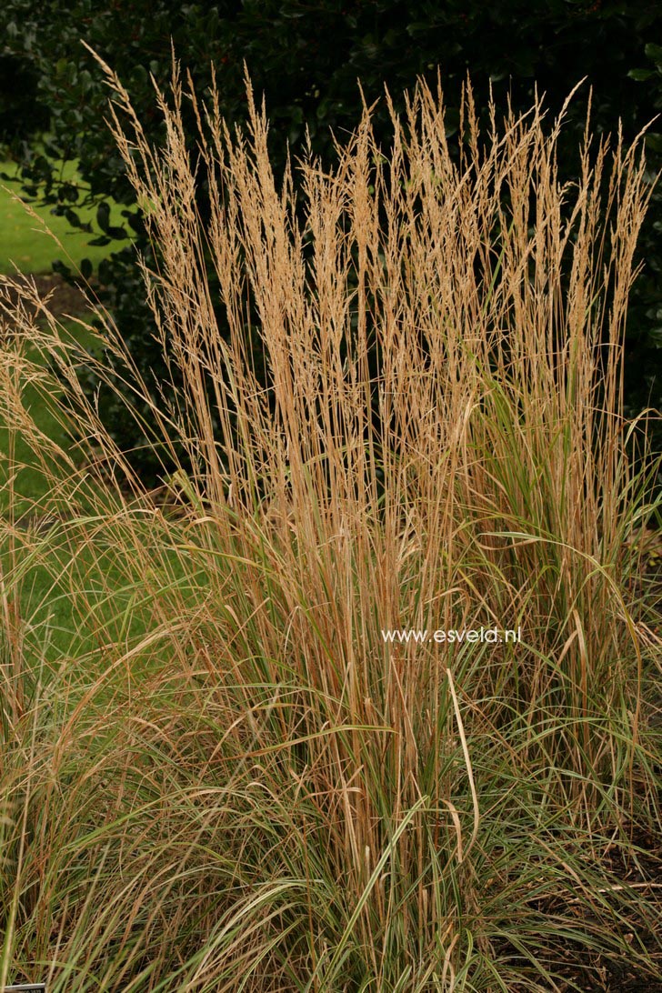 Calamagrostis acutiflora 'Overdam'