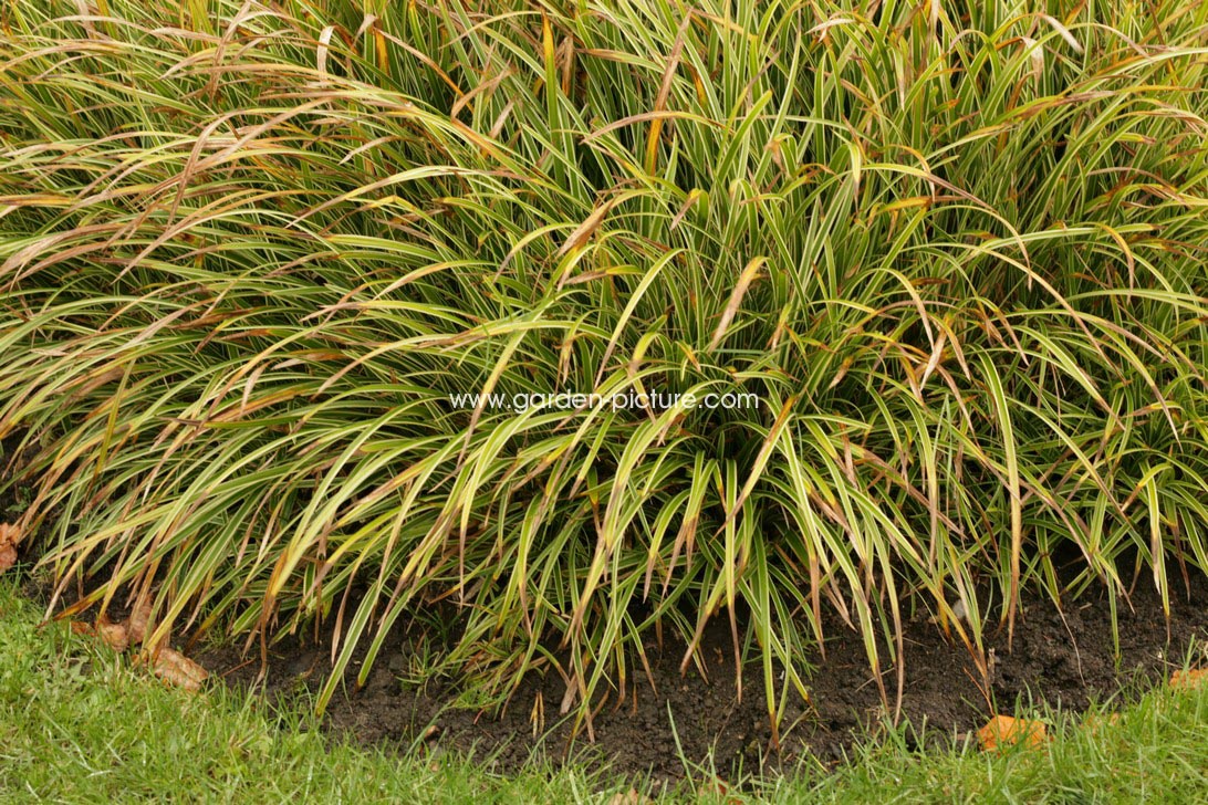 Carex morrowii 'Ice Dance'