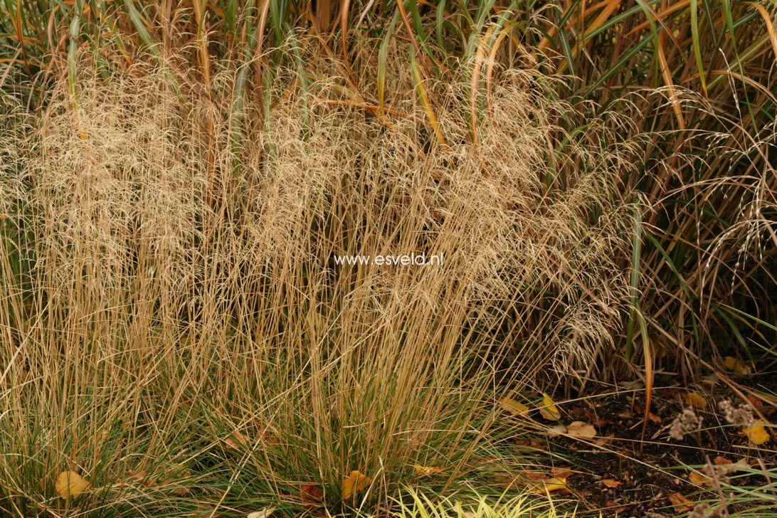 Deschampsia cespitosa 'Goldtau'